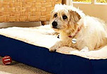 Click to Shop Pet Supplies