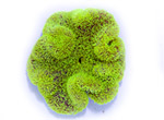 Live Coral